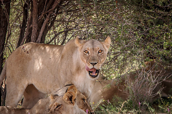 포토 JPG 해외이미지 동물 야생동물 여행 포유류 아프리카 자연 생물 털 동물원 사람없음 환경 고양이 힘 분노 황무지 위험 사자 큼 왕 모피 사파리 리더 육식동물 사냥꾼 멸종 사자자리 표범 내추럴 사바나 웅장함 해외202004 해외포토 직업 감정 나라 컨셉 반려동물 별자리 크기 생태계 파일형식 이미지허브