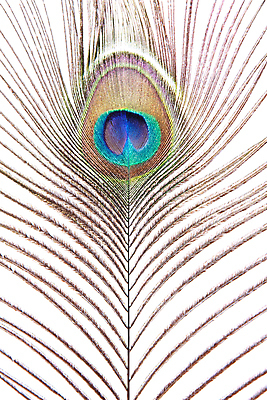 포토 JPG 해외이미지 1 사람없음 장식 초록색 파란색 빛 컬러풀 갈색 활발 흰색 우아함 공작 깃털 싱글 꼬리 솜털 고립 터키석 해외202004 해외포토 컬러 컨셉 조류 보석 파일형식 이미지허브