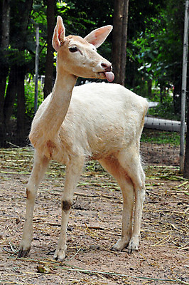 포토 JPG 해외이미지 나무 동물 계절 공원 야생동물 백그라운드 밭 오렌지 포유류 자연 동물원 사람없음 초록색 농장 갈색 머리 달러 정원 가을 흰색 시골 점 그룹 황무지 숲 방목 심볼 꼬리 역동적 사냥 땀 귀 내추럴 무료 서쪽 수유 아기사슴 암사슴 해외202004 해외포토 식물 공공시설 새끼 컬러 컨셉 돈 농업 과일 사슴 신체부위 축산업 암컷 방향 생태계 파일형식 이미지허브