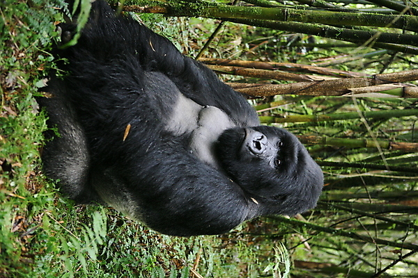 포토 JPG 해외이미지 나무 동물 응시 얼굴 야생동물 포유류 아프리카 자연 털 사람없음 야외 반려동물 머리 검은색 힘 원숭이 황무지 숲 큼 열대우림 사파리 유인원 리빙 고릴라 르완다 삼림지대 우간다 해외202004 해외포토 식물 시선 나라 컬러 신체부위 크기 생태계 파일형식 이미지허브