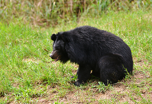 포토 JPG 해외이미지 동물 남자 아시아 야생동물 곰 포유류 태국 털 동물원 동양인 사람없음 검은색 힘 위험 큼 육식동물 멸종 무거움 이국적 히말라야 해외202004 해외포토 나라 컬러 컨셉 사람 인종 무게 크기 파일형식 산맥 이미지허브