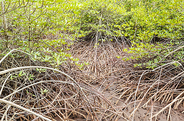 포토 JPG 해외이미지 나무 식물 공원 아시아 호수 바다 줄기 여행 잎 태국 자연 하늘 풍경 사람없음 야외 가로 초록색 물 강 햇빛 환경 침묵 성장 나뭇가지 연못 보호 숲 홍수 뿌리 장면 전국 해외202004 해외포토 자연요소 공공시설 나라 컬러 컨셉 태양 소리 자연재해 생태계 파일형식 이미지허브