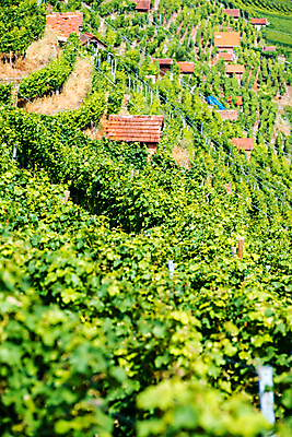 포토 JPG 해외이미지 식물 계절 공원 유럽 음식 잎 밭 농업 과일 자연 포도 지붕 휴가 주택 독일 풍경 사람없음 야외 건물 빨간색 초록색 여름 빛 농장 와인 계곡 성장 바위 시골 작음 오두막 타일 언덕 포도밭 포도나무 헛간 양조장 옛날 줄서기 해외202004 해외포토 건축물 공공시설 나라 산업 컬러 모션 주류 돌_바위 크기 과일나무 생태계 저장고 파일형식 이미지허브