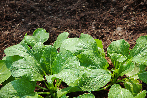 포토 JPG 해외이미지 식물 음식 백그라운드 잎 농업 채소 재료 사람없음 초록색 농장 정원 흙 신선 유기농 먼지 심기 해외202004 해외포토 웰빙 산업 컬러 모션 파일형식 이미지허브