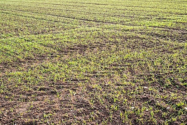 포토 JPG 해외이미지 식물 지구 줄기 백그라운드 컨셉 잎 밭 농업 자연 새로움 씨앗 사람없음 초록색 농장 새싹 환경 정원 희망 흙 봄 성장 시골 신선 작음 땅 시작 유기농 원예 먼지 개발 돌봄 모종 묘목 밭일 세련 해외202004 해외포토 나무 웰빙 계절 감정 산업 컬러 모션 취미 크기 생태계 파일형식 이미지허브