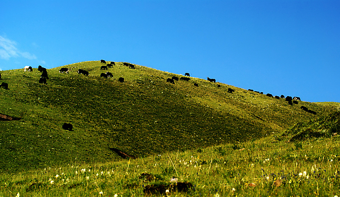 포토 JPG 해외이미지 동물 자연 하늘 산 풍경 사람없음 농장 소 해외202004 해외포토 농업 포유류 생태계 파일형식 이미지허브