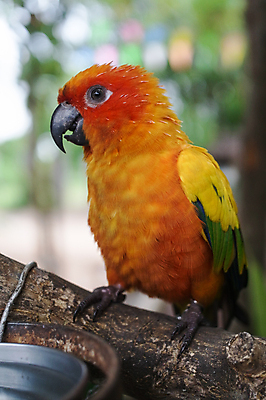 포토 JPG 해외이미지 동물 야생동물 오렌지 가족 자연 조류 열대 동물원 사랑 앉기 사람없음 빨간색 초록색 반려동물 컬러풀 태양 그룹 황금 먹이 깃털 꼬리 부리 앵무새 멸종 이국적 해외202004 해외포토 자연요소 감정 컬러 과일 관계 모션 생태계 파일형식 이미지허브