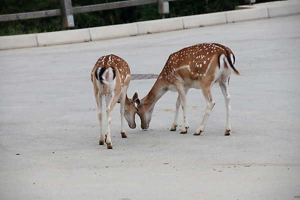 포토 JPG 해외이미지 나무 동물 계절 공원 여자 남자 야생동물 백그라운드 밭 포유류 자연 털 뿔 풍경 성인 사람없음 야외 초록색 햇빛 갈색 머리 가을 시골 관찰 점 황무지 군중 숲 바퀴자국 사냥 귀 내추럴 동물상 삼림지대 슬로베니아 아기사슴 암사슴 해외202004 해외포토 식물 공공시설 유럽 새끼 컬러 농업 자국 모션 사슴 사람 신체부위 태양 조형물 암컷 생태계 파일형식 이미지허브