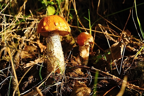 포토 JPG 해외이미지 식물 계절 음식 재료 자연 이끼 요리 사람없음 야외 목재 초록색 갈색 버섯 가을 신선 숲 날것 내추럴 곰팡이 그물버섯 식용 캡모자 해외202004 해외포토 나무 모자_잡화 컬러 생태계 파일형식 이미지허브