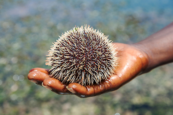 포토 JPG 해외이미지 동물 1 손 디자인 남자 무기 음식 모래 바다 여행 신체 손가락 포옹 자연 연체동물 관리 사람 성인 사람없음 야외 물 여행객 맑음 검은색 젖음 엄지손가락 흰색 잡기 피부 주기 고슴도치 식품점 부족함 해외202004 해외포토 자연요소 컬러 컨셉 포유류 안기 모션 날씨 무척추동물 신체부위 상점 생태계 파일형식 이미지허브
