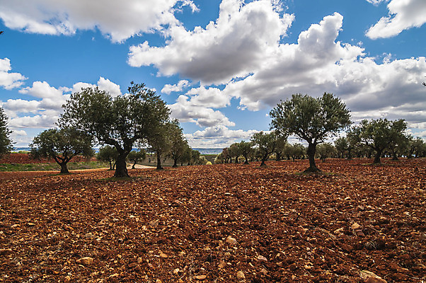 포토 JPG 해외이미지 나무 식물 구름 유럽 여행 밭 농업 과일 자연 하늘 포도 아침 산 주택 풍경 사람없음 초록색 파란색 농가 농장 마을 와인 정원 봄 이탈리아 수확 안개 성장 가을 시골 땅 포르투갈 언덕 올리브 포도밭 포도나무 포트 땅바닥 양조장 해외202004 해외포토 주간 자연요소 계절 열매 나라 산업 컬러 날씨 바닥 주류 건물 과일나무 생태계 파일형식 이미지허브