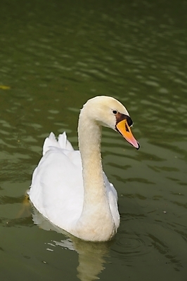 포토 JPG 해외이미지 동물 호수 야생동물 백그라운드 자연 조류 사람없음 야외 물 강 반사 평화 수영 흰색 연못 우아함 심볼 순수 깃털 백조 고립 해외202004 해외포토 자연요소 컬러 컨셉 수상스포츠 생태계 파일형식 이미지허브