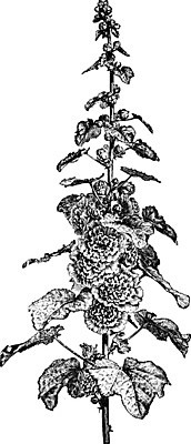 EPS 해외이미지 유럽 아시아 선 줄기 일러스트 가족 미술 검은색 수확 흰색 개화 그림 판화 아욱 해외202004 해외일러스트 식물 꽃 나라 컬러 농업 관계 문화예술 파일형식 벡터 이미지허브