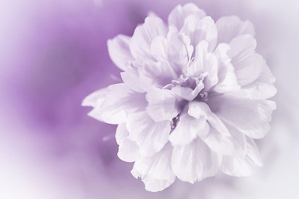 포토 JPG 해외이미지 식물 디자인 꽃 분홍색 꽃다발 백그라운드 컨셉 꽃무늬 일러스트 자연 벽지 추상 수채화 선물 사람없음 빨간색 초록색 물 장미 우주 벚꽃 흰색 신선 최고 다발 만족 보케 아로마 부드러움 공상 파스텔톤 필터 스타일 해외202004 해외포토 자연요소 감정 컬러 무늬 감각 생태계 파일형식 이미지허브