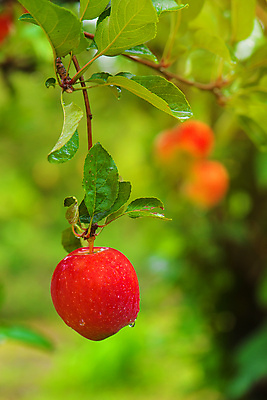 포토 JPG 해외이미지 계절 음식 잎 농업 과일 자연 건강 사람없음 야외 빨간색 여름 햇빛 농장 노란색 가을 나뭇가지 시골 신선 사과 과수원 수집 유기농 날것 국산 내추럴 숙성 해외202004 해외포토 나무 식물 웰빙 산업 컬러 태양 생태계 파일형식 이미지허브