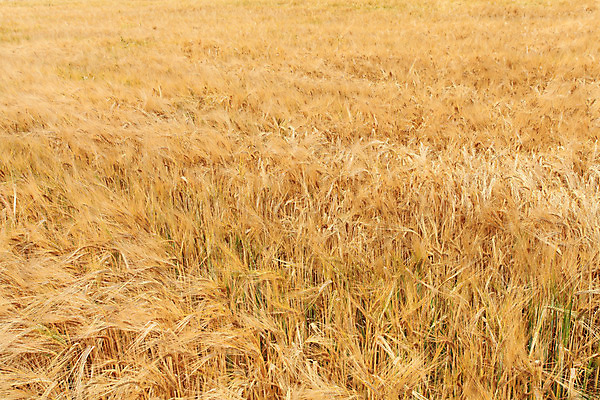 포토 JPG 해외이미지 식물 구름 계절 음식 빵 줄기 백그라운드 밭 농업 자연 하늘 건조 건강 씨앗 풍경 사람없음 여름 파란색 농작물 햇빛 농장 농경지 노란색 환경 맑음 수확 성장 흰색 시골 황금 낟알 땅 시리얼 밀 보리 귀 장면 밀짚 내추럴 숙성 호밀 세련 해외202004 해외포토 자연요소 산업 컬러 날씨 곡류 신체부위 태양 짚 생태계 파일형식 이미지허브