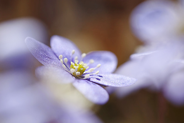 포토 JPG 해외이미지 식물 계절 공원 꽃잎 꽃 야생동물 백그라운드 잎 자연 사람없음 야외 초록색 파란색 햇빛 정원 봄 들꽃 벚꽃 황무지 닫기 소프트포커스 숲 작음 싱글 노루귀 블러 아네모네 해외202004 해외포토 동물 공공시설 컬러 모션 촬영기법 태양 크기 생태계 파일형식 이미지허브