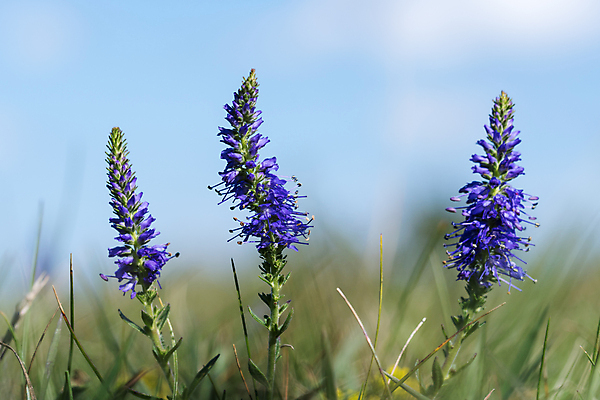 포토 JPG 해외이미지 식물 꽃 야생동물 자연 사람없음 야외 초록색 여름 파란색 들꽃 성장 벚꽃 개화 닫기 제비꽃 스파이크 영원 해외202004 해외포토 동물 계절 컬러 모션 생태계 파일형식 이미지허브