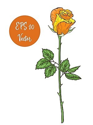 EPS 해외이미지 1 디자인 기념일 꽃잎 꽃 줄기 꽃다발 백그라운드 컨셉 잎 꽃무늬 데이트 일러스트 자연 휴가 발렌타인데이 선물 사랑 미술 장식 초록색 여름 장미 노란색 정원 벚꽃 흰색 축하 신선 오픈 심볼 오브젝트 싱글 열정 고립 스타일 해외202004 해외일러스트 식물 계절 감정 컬러 무늬 데이이벤트 문화예술 이벤트 생태계 파일형식 벡터 이미지허브