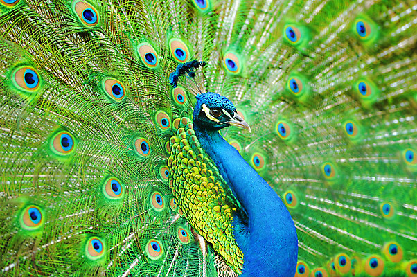 포토 JPG 해외이미지 동물 남자 야생동물 백그라운드 패턴 자연 조류 기술 동물원 사람없음 가로 초록색 파란색 컬러풀 머리 활발 의식 우아함 공작 인도인 전시회 깃털 질감 꼬리 부리 쇼 목 보여주기 꿩 수탉 내추럴 멀티 웅장함 터키석 해외202004 해외포토 외국인 컬러 컨셉 무늬 모션 사람 동양인 신체부위 전시 닭 보석 수컷 생태계 파일형식 이미지허브