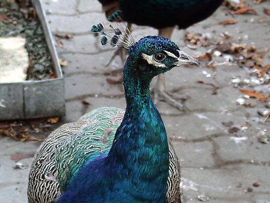 포토 JPG 해외이미지 동물 호수 야생동물 캐나다 날개 갈매기 조류 사람없음 반려동물 머리 평화 자유 흰색 닫기 공작 먹이 심볼 깃털 육식동물 동물상 해외202004 해외포토 컬러 컨셉 북아메리카 모션 신체부위 조형물 파일형식 이미지허브