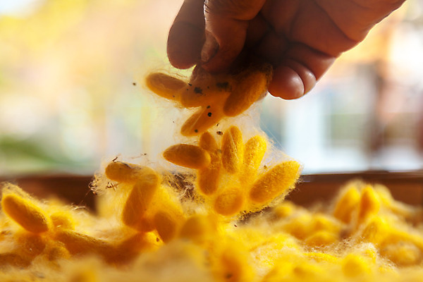 포토 JPG 해외이미지 식물 동물 전통 산업 문화 나비 곤충 백그라운드 패턴 태국 자연 사람없음 농장 노란색 직물 황금 실 벌레 실크 순수 묘사 유기농 질감 날것 부드러움 섬유 솜털 내추럴 방법 많음 해외202004 해외포토 웰빙 아시아 컬러 컨셉 무늬 농업 감각 생태계 파일형식 이미지허브