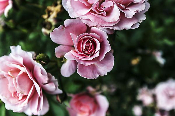 포토 JPG 해외이미지 식물 계절 꽃 친절 선물 사랑 취미 사람없음 물 여름 컬러풀 평화 힘 봄 활발 습기 에너지 자유 성장 시골 인사 신선 개화 수분 순수 원예 꽃가루 부드러움 꿀 완전 해외202004 해외포토 자연요소 감정 컬러 컨셉 예절 감각 가루 파일형식 이미지허브