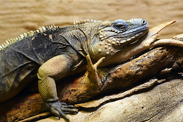 포토 JPG 해외이미지 동물 척추동물 남자 야생동물 섬 백그라운드 생각 오렌지 파충류 자연 동물원 종류 양서류 사람없음 옆모습 초록색 노란색 머리 어둠 용 피부 척추 질감 눈금 도마뱀 이구아나 스파이크 선사시대 이국적 집게발 해외202004 해외포토 뷰포인트 컬러 과일 뼈 사람 신체부위 역사 생태계 파일형식 이미지허브