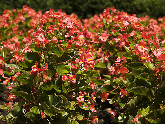 포토 JPG 해외이미지 식물 꽃잎 꽃 행복 분홍색 백그라운드 잎 꽃무늬 밭 농업 자연 따뜻함 사람없음 빨간색 초록색 컬러풀 노란색 정원 봄 벚꽃 시골 닫기 꽃가루 꿀 내추럴 해외202004 해외포토 계절 감정 산업 컬러 무늬 모션 가루 생태계 파일형식 이미지허브