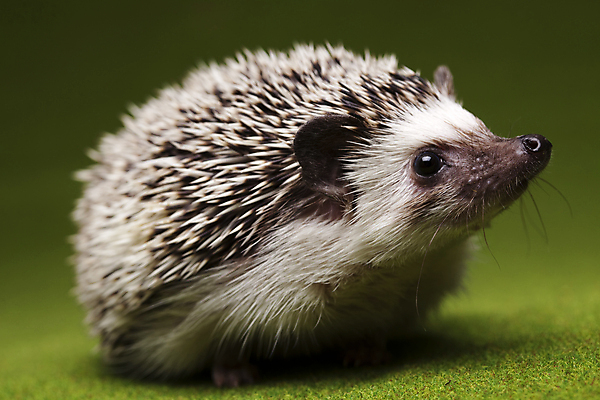 포토 JPG 해외이미지 동물 한마리 근접촬영 사람없음 고슴도치 해외202004 해외포토 1 뷰포인트 포유류 파일형식 이미지허브