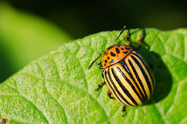 포토 JPG 해외이미지 식물 동물 곤충 백그라운드 잎 농업 생물 감자 안테나 앉기 사람없음 초록색 노란색 머리 걷기 검은색 줄무늬 해충 벌레 딱정벌레 묘사 수유 양발 콜로라도 해외202004 해외포토 산업 컬러 무늬 채소 통신 모션 신체부위 미국 파일형식 이미지허브
