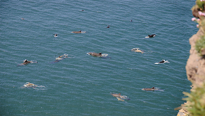 포토 JPG 해외이미지 동물 파도 바다 백그라운드 컨셉 장난 포유류 학교 모션 자연 표면 함께함 어류 사람없음 물 파란색 수중 수영 봄 자유 탐험 도전 오픈 자신감 액체 그룹 가장자리 산호 떨어짐 탈출 돌고래 속도 지느러미 아일랜드 대서양 꼬투리 무료 서쪽 스플래쉬 해외202004 해외포토 자연요소 계절 교육 감정 유럽 컬러 수중동물 수상스포츠 둘레 자포동물 방향 생태계 파일형식 이미지허브