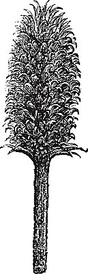 EPS 해외이미지 식물 꽃 줄기 패턴 일러스트 자연 미술 머리 검은색 수확 골동품 성장 흰색 가시 인쇄 그림 날카로움 판화 스파이크 엉겅퀴 내추럴 옛날 해외202004 해외일러스트 컬러 무늬 농업 문화예술 신체부위 생태계 파일형식 벡터 이미지허브