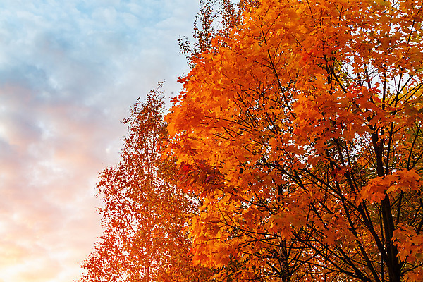 포토 JPG 해외이미지 나무 식물 디자인 계절 공원 백그라운드 잎 오렌지 자연 추상 따뜻함 풍경 사람없음 야외 빨간색 여름 빛 노란색 환경 정원 침묵 성장 광선 가을 나뭇가지 시골 신선 황금 숲 11월 인도인 유기농 장면 10월 구성 떠남 생태학 해외202004 해외포토 외국인 웰빙 공공시설 교육 컬러 무늬 과일 모션 동양인 소리 날짜 생태계 파일형식 이미지허브