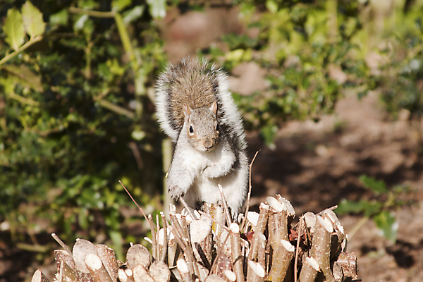 포토 JPG 해외이미지 나무 동물 공원 포즈 앉기 사람없음 초록색 회색 다람쥐 개암나무 해외202004 해외포토 식물 공공시설 컬러 모션 설치류 파일형식 이미지허브