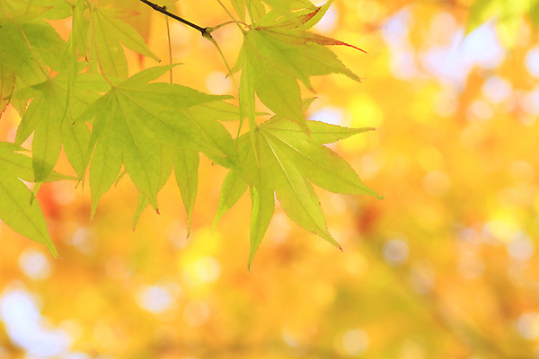 포토 JPG 해외이미지 나무 식물 백그라운드 잎 자연 사람없음 목재 빨간색 컬러풀 노란색 일본 가을 숲 강가 묘사 유기농 질감 내추럴 해외202004 해외포토 웰빙 계절 아시아 컬러 재료 강 생태계 파일형식 이미지허브