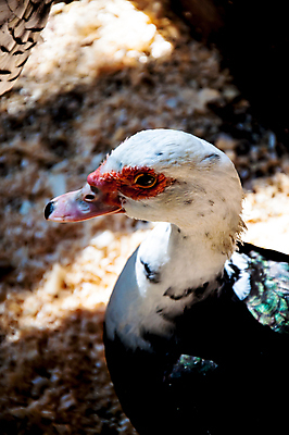 포토 JPG 해외이미지 동물 야생동물 음식 크리스마스 농업 자연 조류 오리 육류 요리 사람없음 반려동물 농장 식사 저녁식사 흰색 시골 축하 깃털 부리 추수감사절 계산서 점심식사 동물상 해외202004 해외포토 기념일 산업 기독교 컬러 컨셉 식재료 조형물 생태계 파일형식 이미지허브