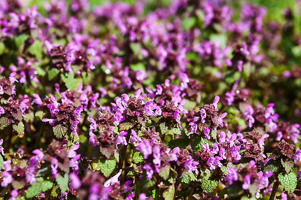 포토 JPG 해외이미지 식물 계절 꽃 분홍색 백그라운드 잎 밭 자연 추상 사람없음 야외 빨간색 초록색 여름 마을 정원 보라색 봄 들꽃 성장 벚꽃 시골 죽음 개화 약초 숲 허브 제비꽃 질감 내추럴 해외202004 해외포토 컬러 무늬 농업 풀_식물 생태계 파일형식 이미지허브