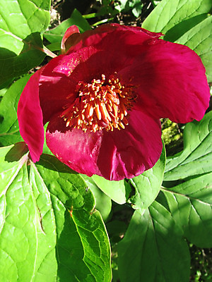 포토 JPG 해외이미지 식물 꽃 잎 자연 사람없음 초록색 봄 개화 러시아 해외202004 해외포토 계절 유럽 컬러 생태계 파일형식 이미지허브