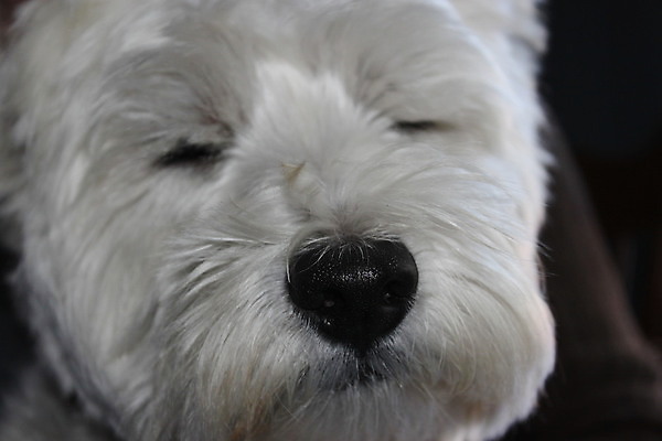 포토 JPG 해외이미지 동물 포유류 자연 털 사람없음 반려동물 흰색 개 강아지 작음 모피 테리어 팩 송곳니 기르기 신앙심 유래 해외202004 해외포토 컬러 화장품 치아 크기 생태계 돌봄 파일형식 이미지허브