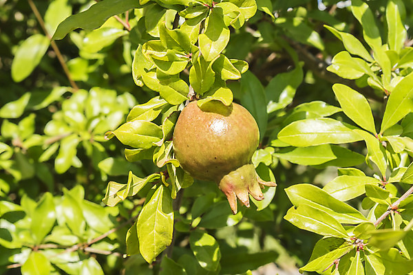 포토 JPG 해외이미지 모양 나무 꽃 음식 분홍색 잎 농업 오렌지 과일 따뜻함 씨앗 사람없음 장식 빨간색 갈색 정원 수확 조직 지중해 관목 부드러움 광택 석류 수류탄 그라나다 깊이 숙성 신맛 아열대 세련 해외202004 해외포토 식물 산업 무기 바다 컬러 감각 스페인 맛 파일형식 이미지허브