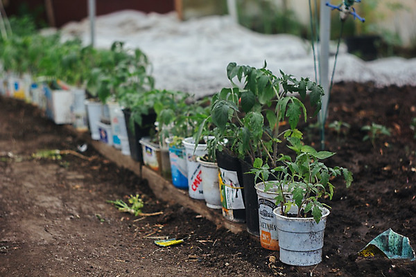 포토 JPG 해외이미지 식물 계절 줄기 백그라운드 잎 농업 채소 사람없음 초록색 농장 새싹 환경 흙 봄 성장 보호 원예 땅바닥 모종 밭일 온실 해외202004 해외포토 산업 컬러 컨셉 바닥 취미 파일형식 이미지허브