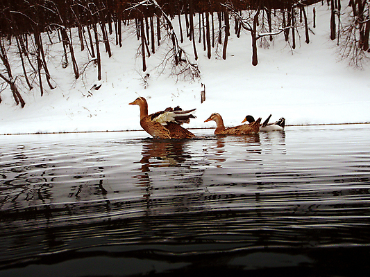포토 JPG 해외이미지 호수 겨울 오리 사람없음 물 러시아 해외202004 해외포토 자연요소 계절 유럽 조류 파일형식 이미지허브