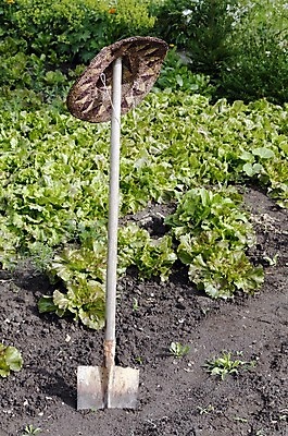 포토 JPG 해외이미지 채소 사람없음 야외 정원 흙 샐러드 공구 삽 원예 밀짚모자 해외202004 해외포토 모자_잡화 음식 취미 도구 파일형식 이미지허브