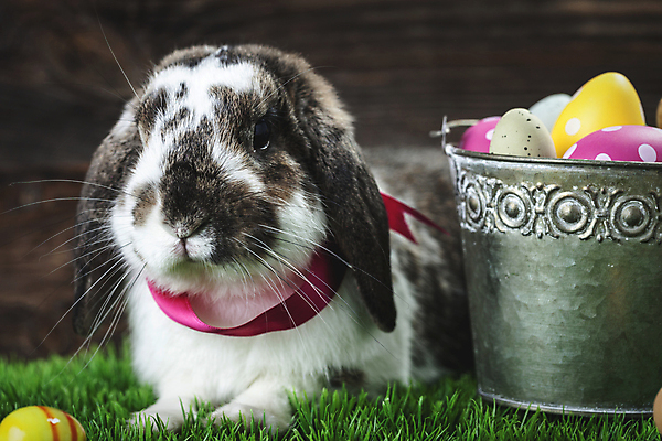 포토 JPG 해외이미지 동물 전통 디자인 계절 음식 백그라운드 컨셉 패턴 자연 휴가 부활절 병아리 선물 사람없음 목재 장식 초록색 컬러풀 우주 계란 치킨 봄 수확 흰색 축하 그리기 둥지 양동이 복고 해외202004 해외포토 나무 기념일 컬러 무늬 농업 재료 모션 조류 알 생태계 닭고기요리 파일형식 이미지허브