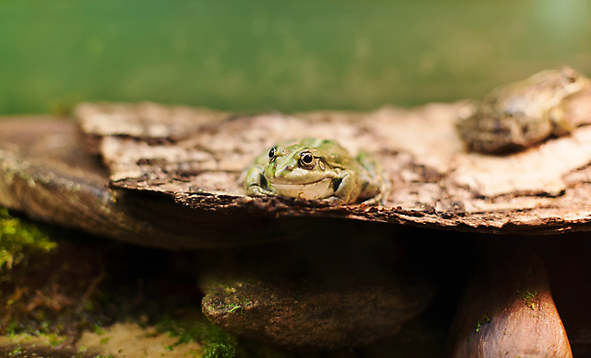 포토 JPG 해외이미지 식물 동물 1 응시 야생동물 백그라운드 파충류 자연 생물 개구리 사람없음 초록색 우주 미국 활발 흰색 숲 작음 열대우림 오브젝트 슛 멀티 해외202004 해외포토 시선 컬러 컨셉 북아메리카 양서류 크기 생태계 파일형식 이미지허브
