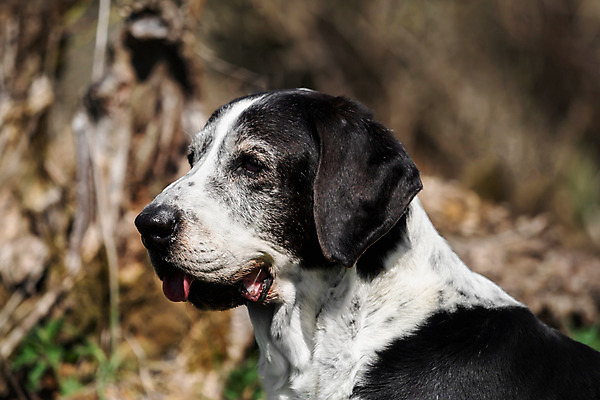 포토 JPG 해외이미지 동물 공원 행복 장난 포유류 놀이 털 사람없음 야외 초록색 반려동물 달리기 검은색 흰색 개 신앙심 해외202004 해외포토 공공시설 감정 컬러 모션 파일형식 이미지허브
