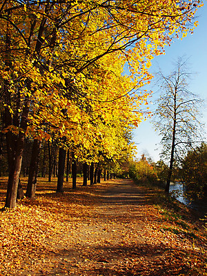 포토 JPG 해외이미지 나무 계절 공원 도로 길 줄기 단풍 잎 오렌지 자연 하늘 풍경 사람없음 야외 빨간색 초록색 파란색 컬러풀 노란색 평화 걷기 환경 카펫 산책로 하이킹 덮개 가을 나뭇가지 황금 숲 오솔길 9월 10월 해외202004 해외포토 식물 공공시설 컬러 컨셉 과일 교통시설 모션 레저 뚜껑 날짜 생태계 파일형식 이미지허브
