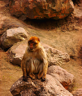 포토 JPG 해외이미지 동물 야생동물 포유류 자연 동물원 사람없음 원숭이 암초 유인원 해외202004 해외포토 생태계 파일형식 이미지허브