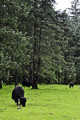 포토 JPG 해외이미지 나무 동물 구름 공원 아시아 호수 야생동물 여행 밭 포유류 가족 자연 하늘 산 털 뿔 풍경 사람없음 야외 초록색 여름 파란색 강 농장 환경 검은색 중국 가축 목장 시골 소 군중 주식 숲 큼 방목 언덕 황소 장면 양모 밭일 생태학 시베리아 전국 찰과상 평야 히말라야 해외202004 해외포토 자연요소 식물 계절 공공시설 교육 나라 컬러 농업 관계 사람 금융 직물 축산업 상처 크기 생태계 파일형식 산맥 이미지허브